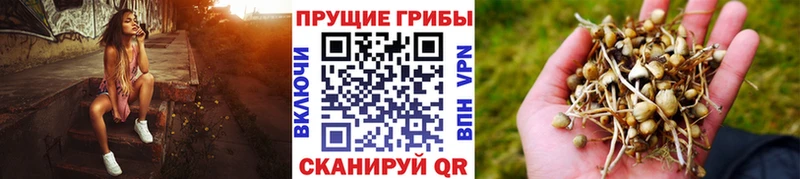 Купить где  Медвежьегорск  Псилоцибиновые грибы прущие грибы 